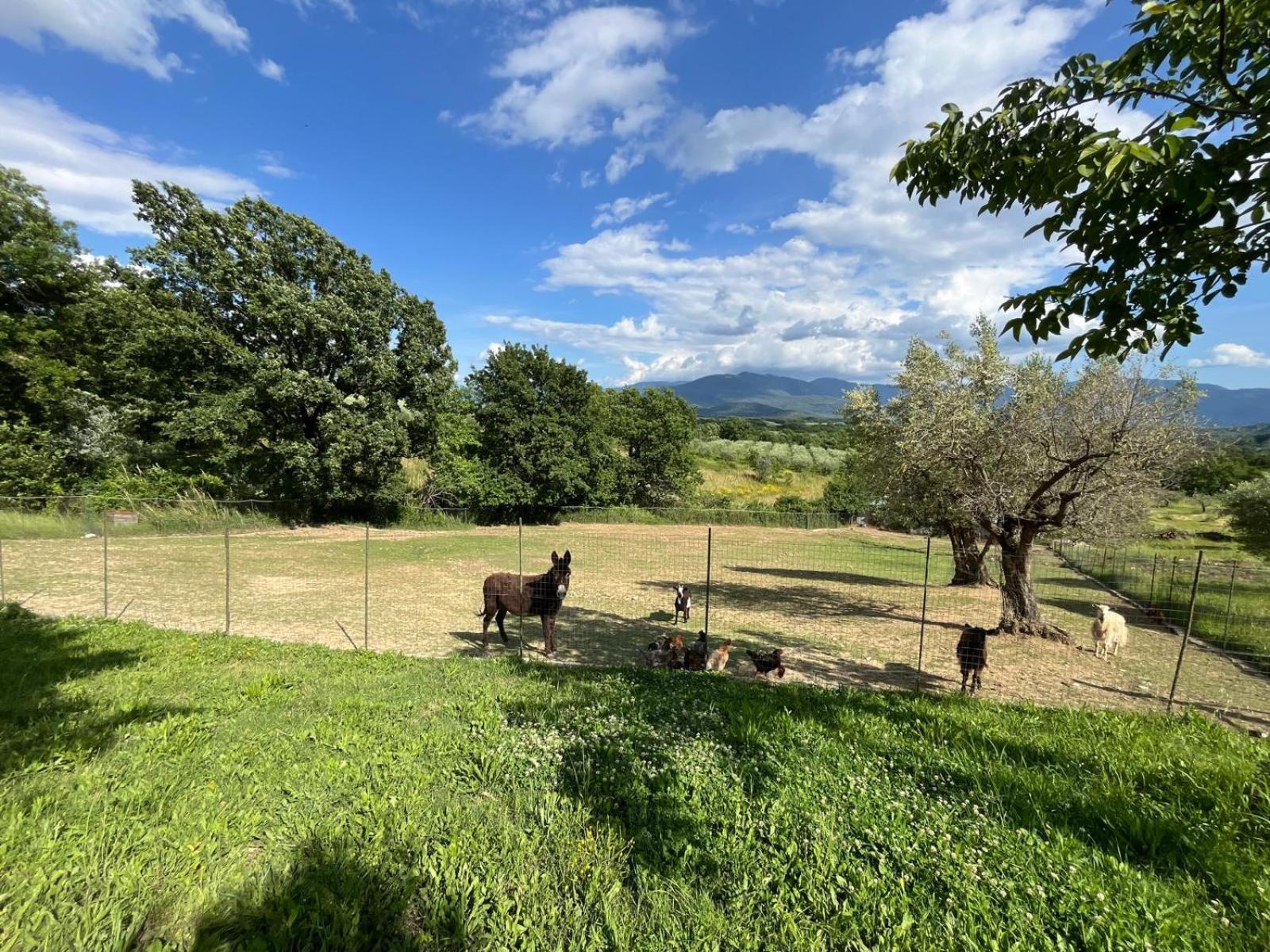 Al Capannone Di Pietro Bed and Breakfast Colli a Volturno Eksteriør billede
